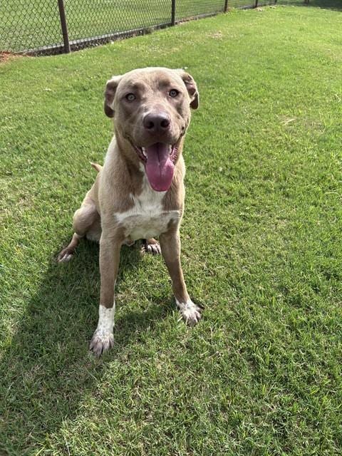 Photo of Kippie, adoptable Anatolian Shepherd in Grovetown, Georgia