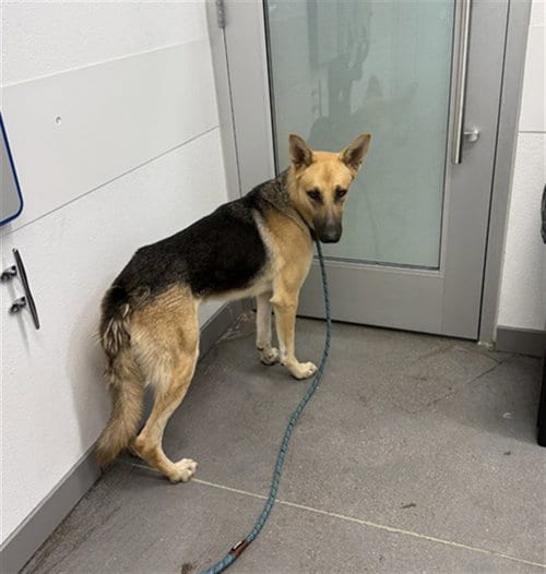 Photo of Ander, adoptable German Shepherd Dog in Mesa, Arizona