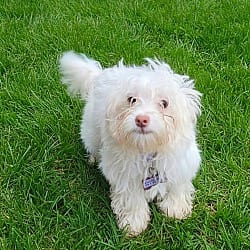 Photo of Riley, adoptable Havanese in Union Grove, Wisconsin