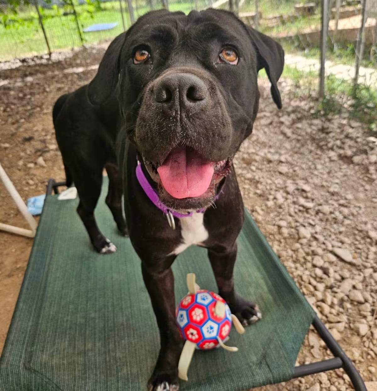 Photo of Agatha, adoptable Cane Corso Mixed Breed (Large) in Spring, Texas