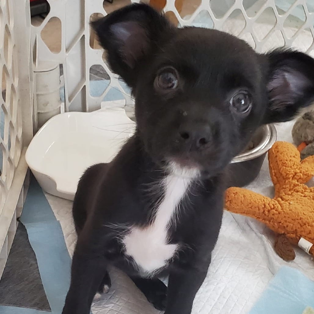 Photo of Rodeo, adoptable Chihuahua / Mixed Breed (Small) in Riverside, California