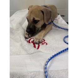 Photo of Sweetheart, adoptable American Staffordshire Terrier in Baton Rouge, Louisiana