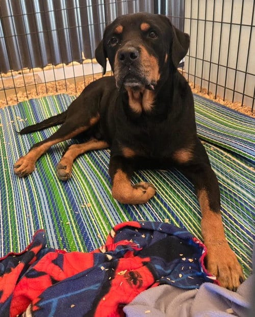 Photo of Duke, adoptable Rottweiler in San Antonio, Texas