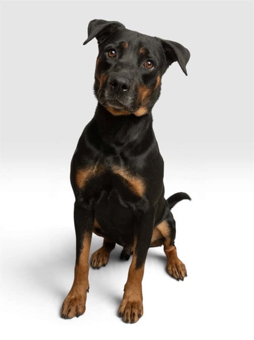Photo of Archer, adoptable Rottweiler in Rowlett, Texas
