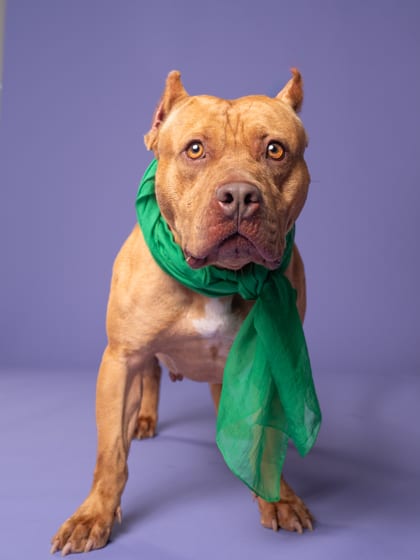 Photo of Nonna, adoptable dog in Atlanta, Georgia