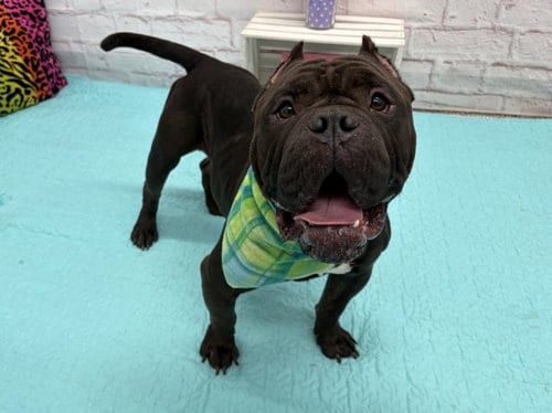 Photo of Patton, adoptable Staffordshire Bull Terrier in Detroit, Michigan