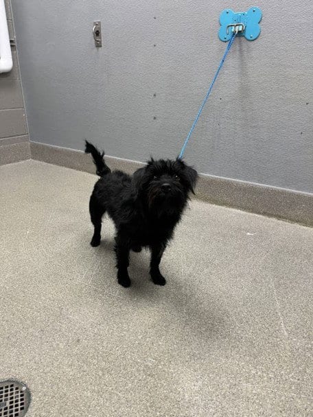 Photo of Gooseberry, adoptable Scottish Terrier Scottie in Las Vegas, Nevada