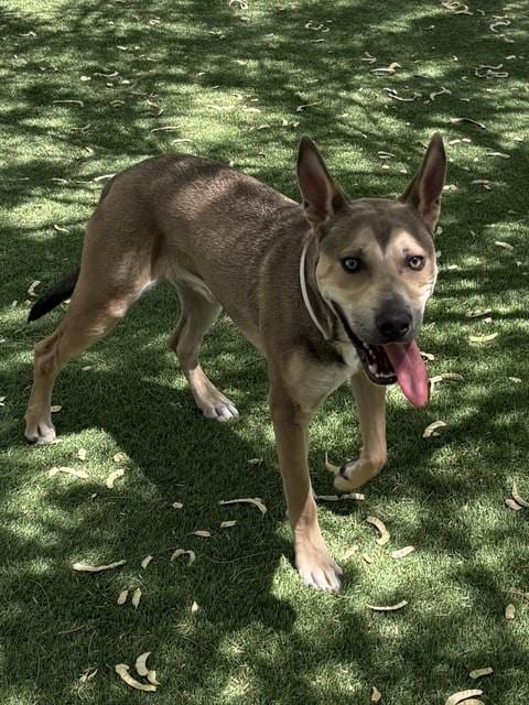 Photo of Brett, adoptable German Shepherd Dog in Lancaster, California
