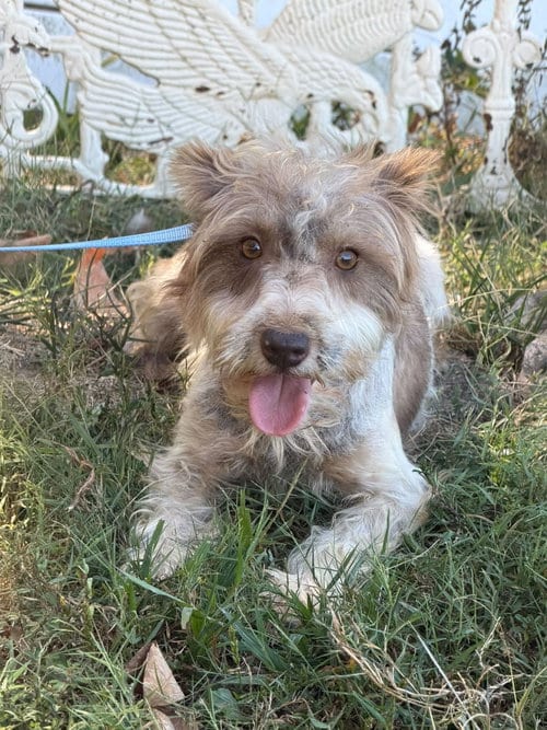 Photo of Avita, adoptable Schnauzer in HOPKINSVILLE/PRINCETON, KY, New Hampshire