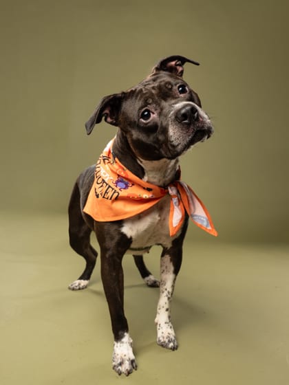 Photo of Yoshi, adoptable dog in Atlanta, Georgia