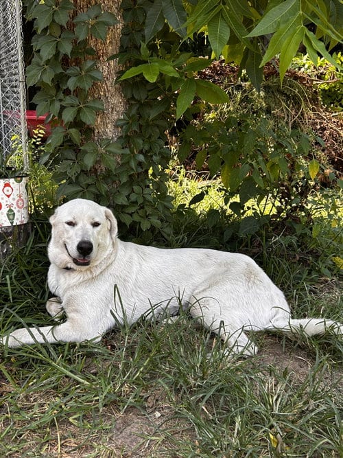 Photo of Rosalie (Mosey Rosie) Lonestar, adoptable Labrador Retriever in Rockaway, New Jersey
