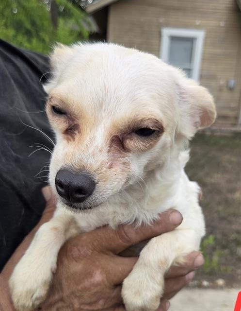 Photo of Littles, adoptable Chihuahua in San Antonio, Texas