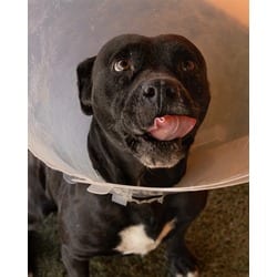 Photo of Raul, adoptable American Pit Bull Terrier in Doral, Florida