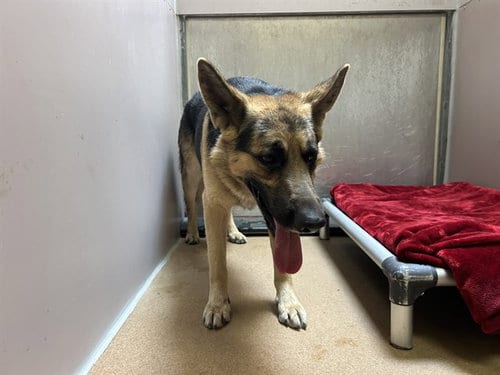 Photo of Huxley, adoptable German Shepherd Dog in Martinez, California