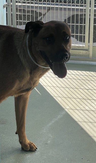Photo of A5802376, adoptable German Shepherd Dog in Baldwin Park, California