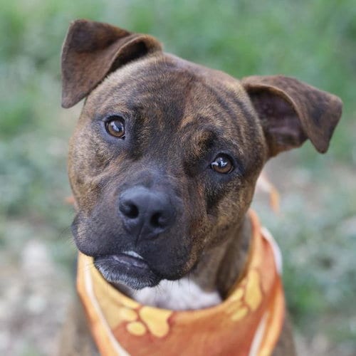 Photo of Sage, adoptable American Staffordshire Terrier in San Antonio, Texas