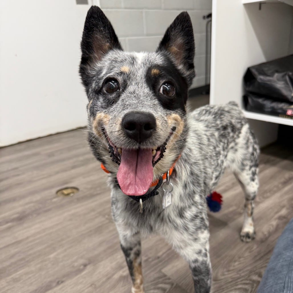 Photo of Dolly, adoptable Cattle Dog, Australian (Blue Heeler) / Mixed Breed (Medium) in Fairfax Station, Virginia