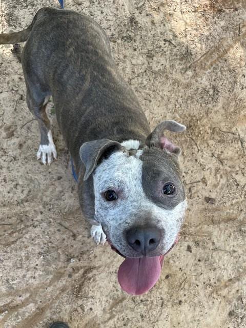 Photo of Baker, adoptable American Staffordshire Terrier in Tallahassee, Florida