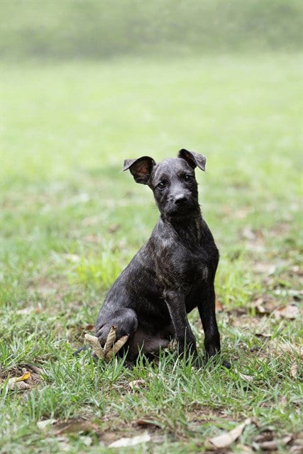 Photo of Kal, adoptable Schnauzer in Belleville, Illinois