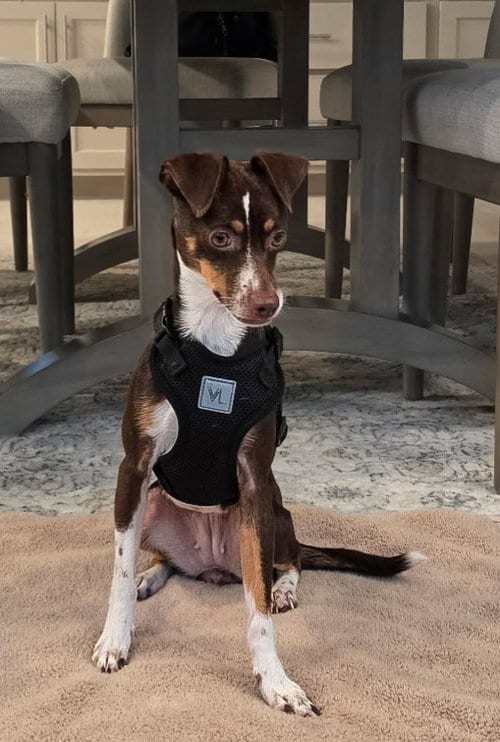 Photo of Camila, adoptable Unknown breed (short coat) in Morganville, New Jersey