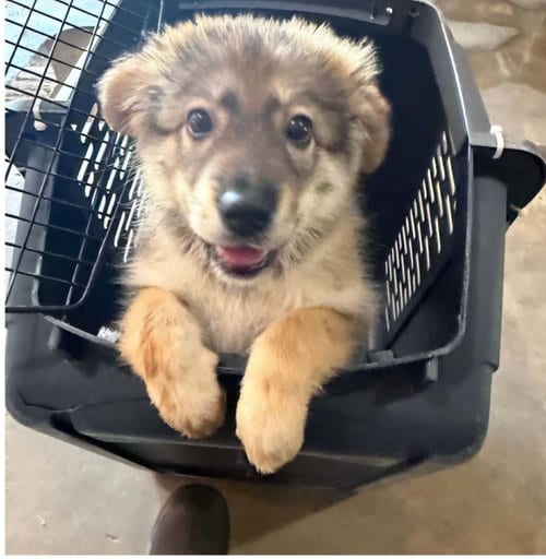Photo of Zoey (NY-Sarah), adoptable German Shepherd Dog in SHERBURNE, New York