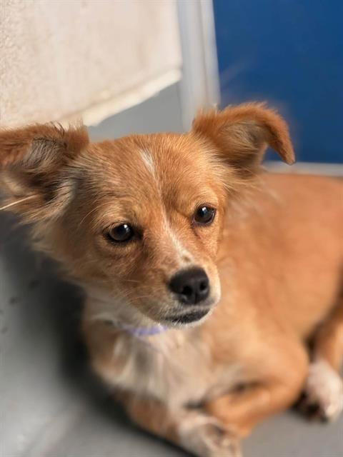 Photo of A256045, adoptable Chihuahua in Visalia, California