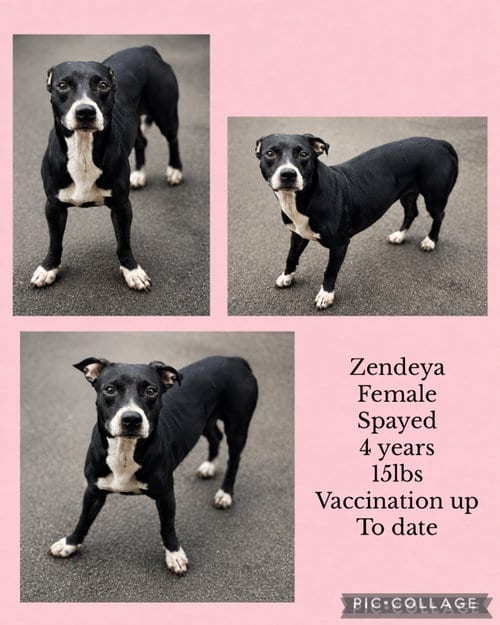 Photo of Zendeya, adoptable Boston Terrier in Virginia Beach, Virginia