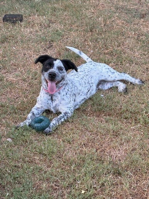 Photo of Miskee, adoptable Wirehaired Fox Terrier in Newcastle, Oklahoma