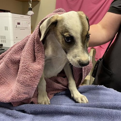 Photo of Alfalfa, adoptable Border Collie in Modesto, California
