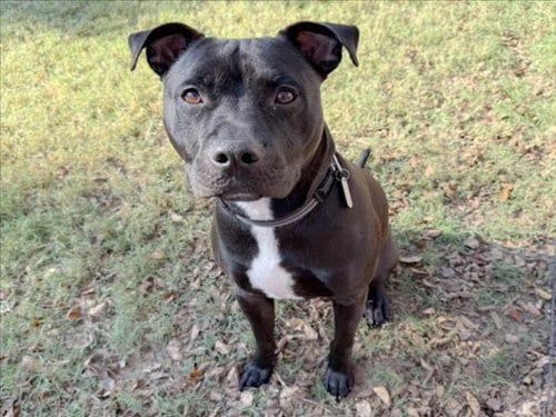 Photo of Onyx, adoptable Labrador Retriever in Chapel Hill, North Carolina