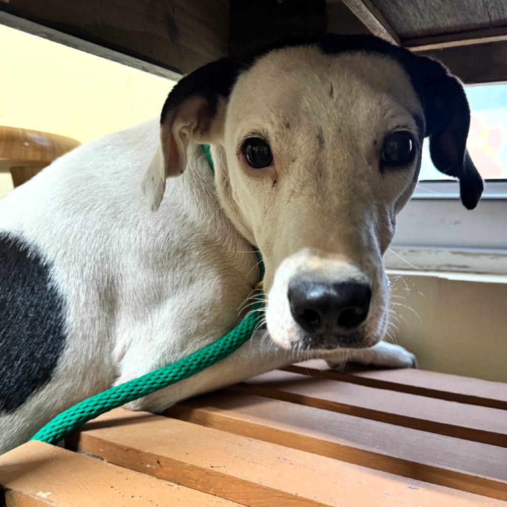 Photo of Apple, adoptable Mixed Breed (Medium) in Corinth, Mississippi