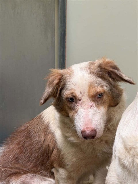 Photo of Emma, adoptable Border Collie in Lompoc, California
