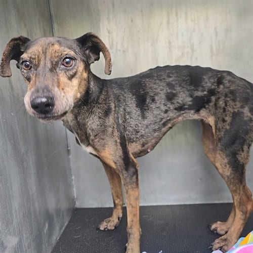 Photo of Trudy, adoptable Catahoula Leopard Dog in Conroe, Texas