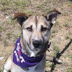 Photo of Sasha JuM, adoptable Shepherd (Unknown Type) Husky in Nashville, Tennessee