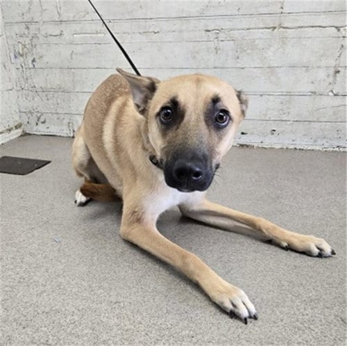 Photo of Leah, adoptable German Shepherd Dog in San Bernardino, California