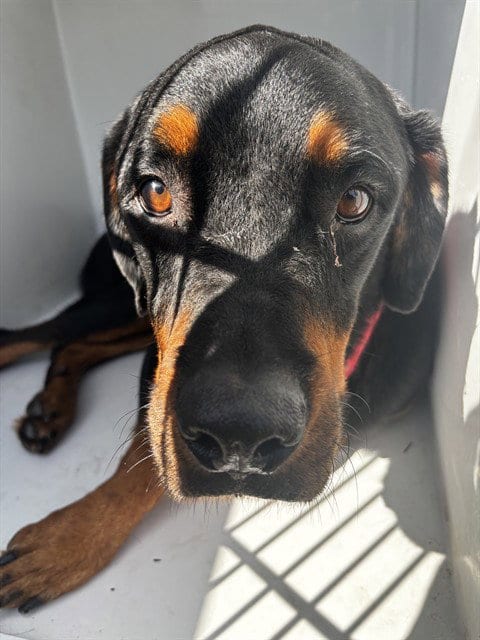 Photo of Hudson, adoptable Rottweiler in Houston, Texas