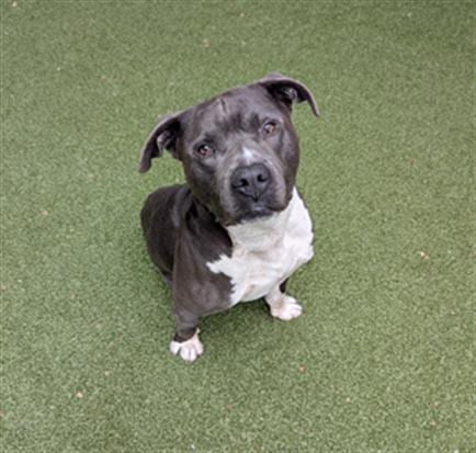 Photo of Keiko, adoptable Pit Bull Terrier in San Martin, California