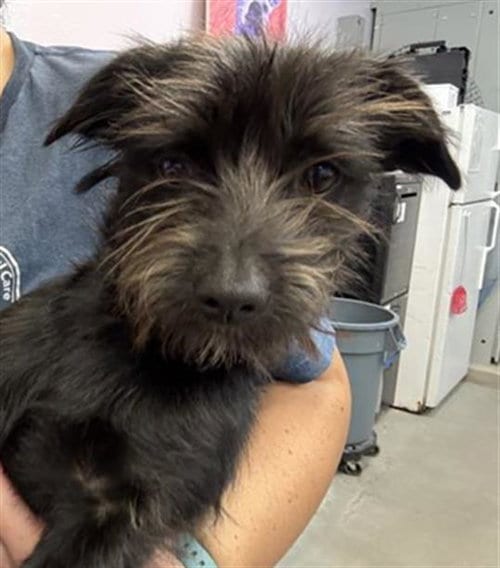 Photo of Rocket, adoptable Yorkshire Terrier Yorkie in Fairfield, California