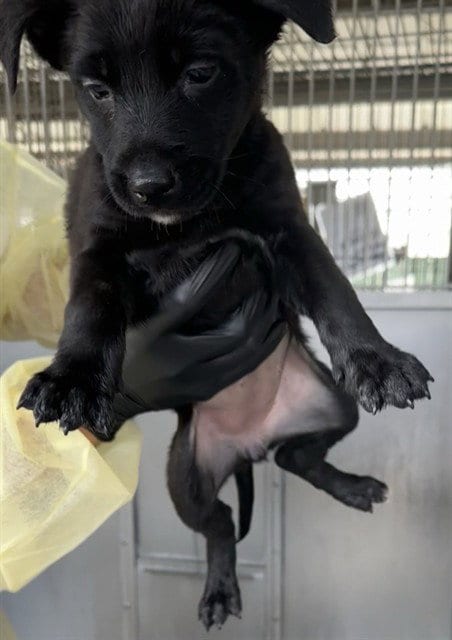 Photo of Anna Marie, adoptable Pit Bull Terrier in San Bernardino, California