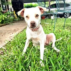 Photo of Lola, adoptable Chihuahua in Albany, New York