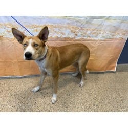 Photo of Gumdrop, adoptable Husky Shiba Inu in Doral, Florida