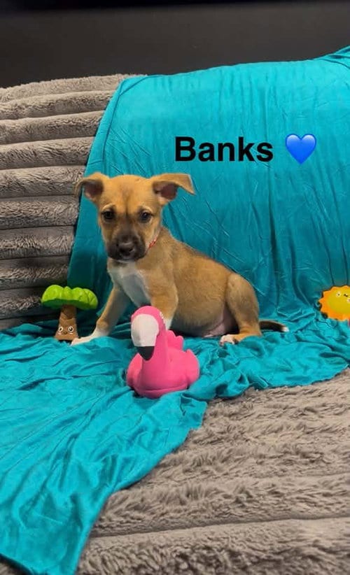 Photo of Banks, adoptable Cattle Dog in Turlock, California