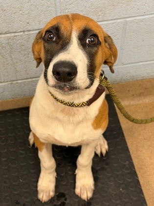Photo of Debt Collector, adoptable dog in Chamblee, Georgia