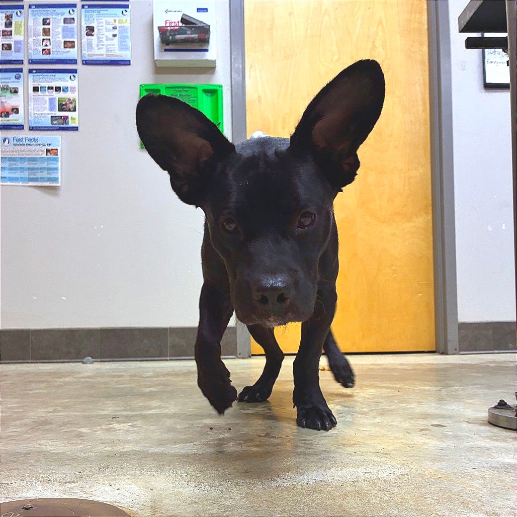 Photo of Derpy - 101202U, adoptable Hound, Basset / Mix in Tupelo, Mississippi