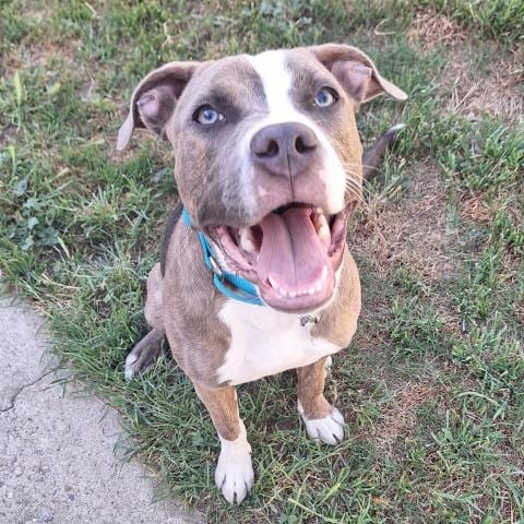 Photo of Ramsey, adoptable Pit Bull Terrier in Bakersfield, California