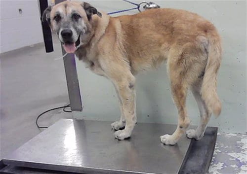 Photo of Barney, adoptable Mastiff in Houston, Texas