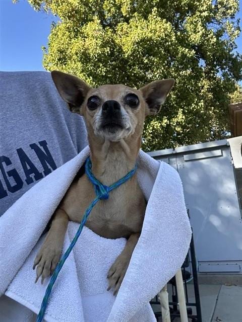 Photo of Ida, adoptable Chihuahua in Sacramento, California