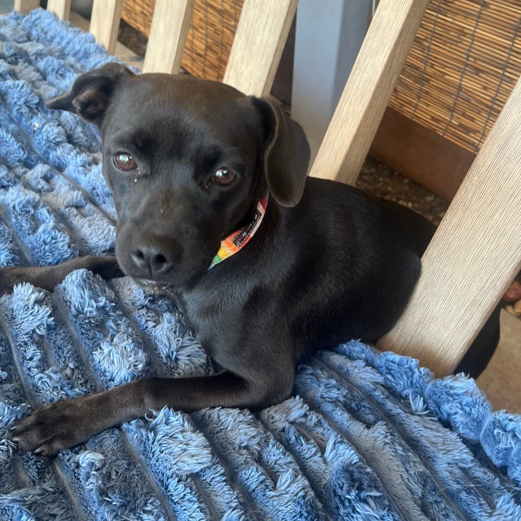 Photo of Rey, adoptable dog in California, California