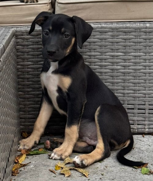 Photo of Monte Cristo, adoptable Terrier in Duluth, Minnesota