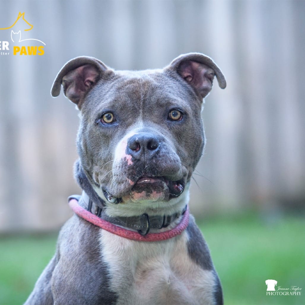 Photo of Flower, adoptable Mixed Breed (Medium) in Summerville, South Carolina